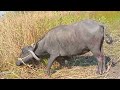 Bhains fas chuki hai ped 🌍se 😱😱😱#viral #explore #youtuber 