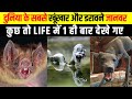 10 पौराणिक जीव जो केवल एक बार देखे गए थे | Mythical Creatures Seen Once