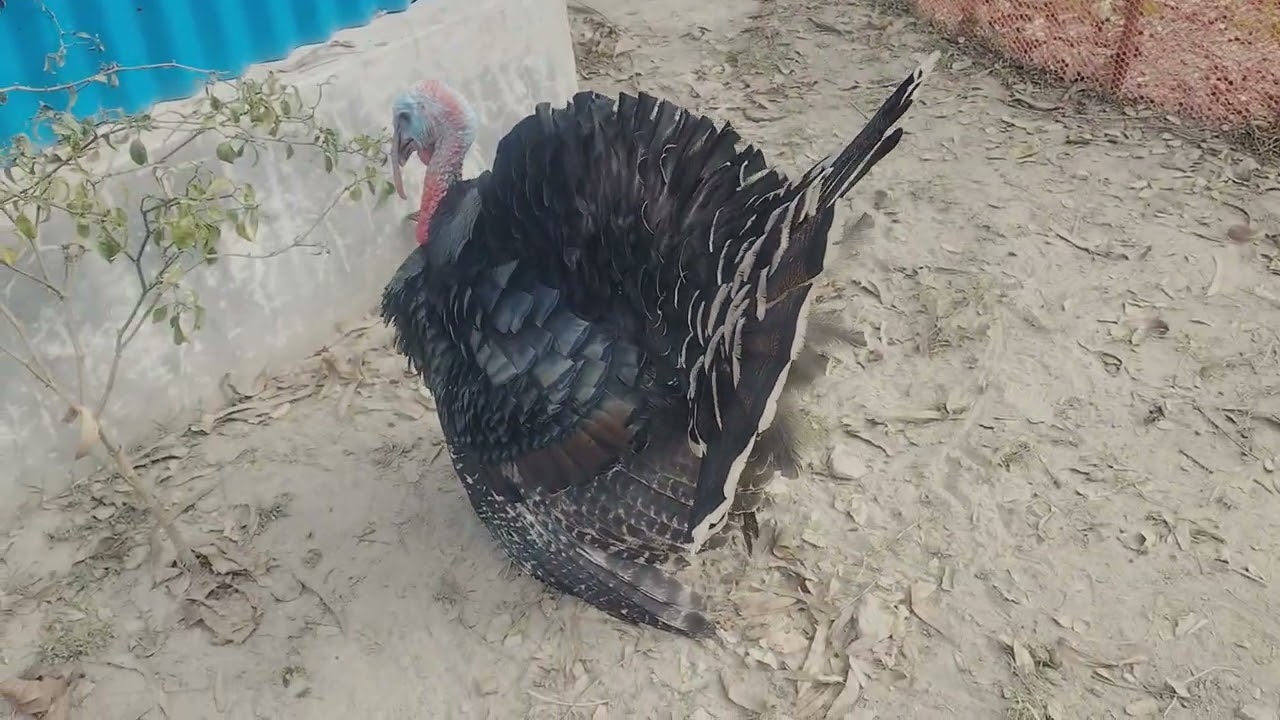 টারকি মুরগি