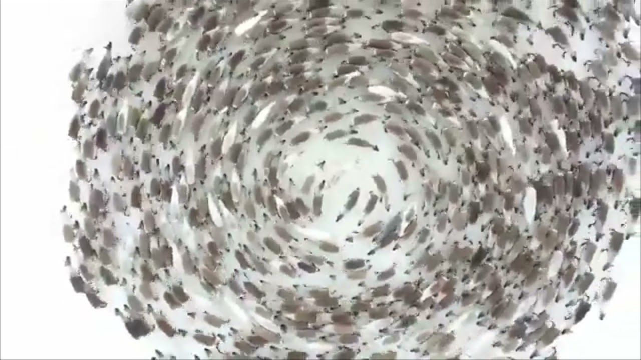 this drone footage shows a reindeer cyclone in all its glory - YouTube