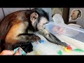 Monkey Plays With Magic Grow Dinosaur