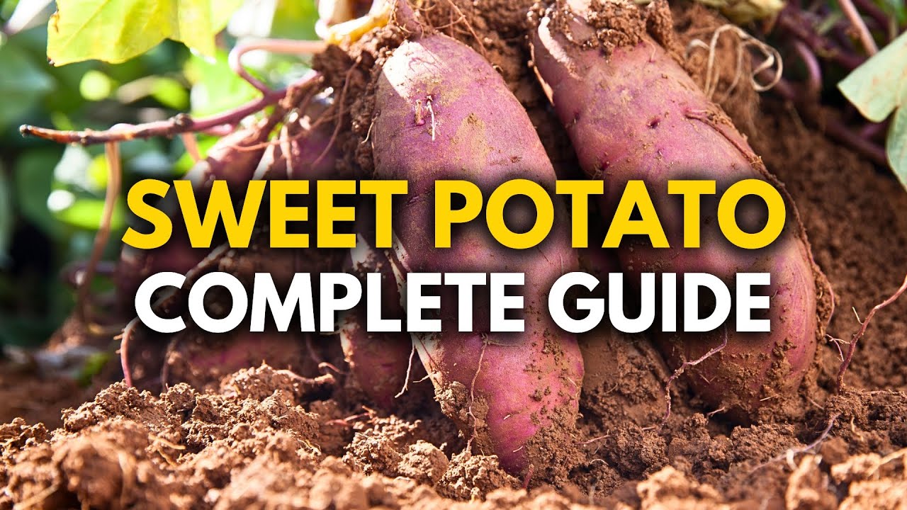 How to Grow Sweet Potatoes: Everything You Need to Know