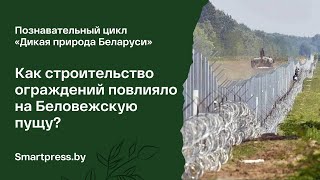 Как строительство ограждений повлияло на Беловежскую пущу?