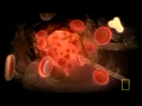 inside the living body In the final episode of inside the human body, michael mosley reveals the ingenious ways in which your body defends itself against a hostile world - where . inside the living body In the final episode of inside the human body, michael mosley reveals the ingenious ways in which your body defends itself against a hostile world - where .