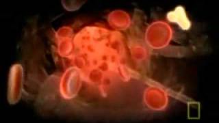 National Geographic - Inside the Living Body 4 9