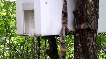 Swarm Trap w/Swarm Commander Inspection Success - 18 May 15