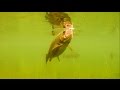 Fishing: trout attack fly underwater. Рыбалка форель атакует муху подводная съёмка.