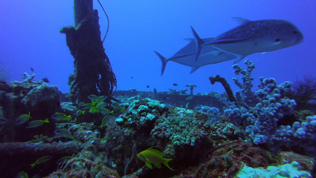 Scarring Fish Tuna scaring fish, diving in Mauritius - YouTube