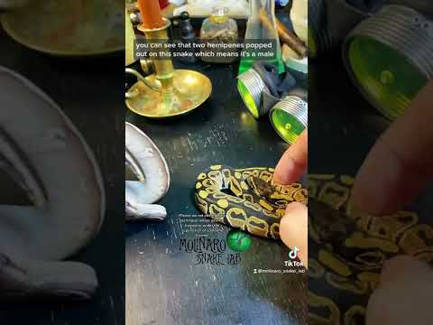 Video: Royal python: açıklama, teraryumdaki içerik