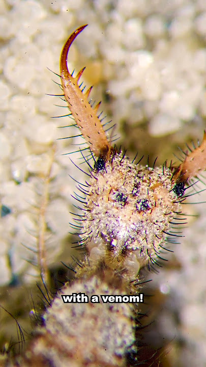 This bug buries its victims ALIVE