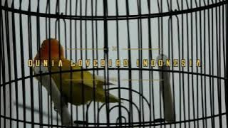 Lovebird Isian Kapas Tembak || Durasi Edan Cocok Untuk Masteran Lovebird Anda Durasi 1 Menit 🆙