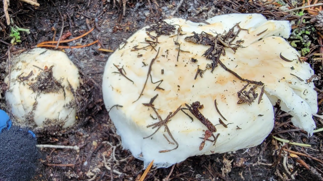 Tìm được nấm TÙNG NHUNG ở khu rừng mới vui quá vui, hứa hẹn 1 mùa nấm bội thu 🇨🇦1568》PINE MUSHROOM