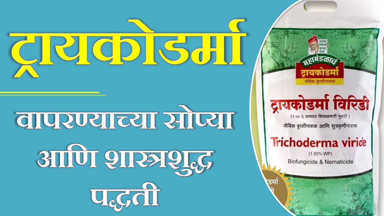 ट्रायकोडर्मा वापरण्याच्या सोप्या पद्धती (Methods of use of Trichoderma) #ट्रायकोडर्मा