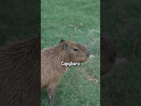 Capybara Vs. Mystery Gift