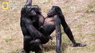 اكتشاف عجائب قرد الشمبانزي وعلاقته بتطور الإنسان - وثائقي
