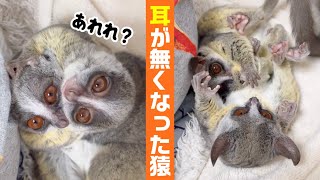 レスリングごっこで耳がなくなった猿 wrestling monkey 【ショウガラゴのピザトル一家】