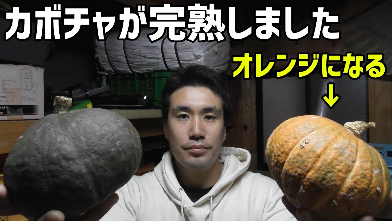 かぽちゃ Fully Ripened] The Pumpkin That Turns Orange [Sweet