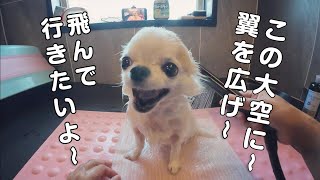 シャンプー嫌いな愛犬が恐怖心を乗り越える為に見せた表情がこちら【翼をください】 by かわいいチワワのチョッピチャンネル 16,422 views 6 months ago 19 minutes