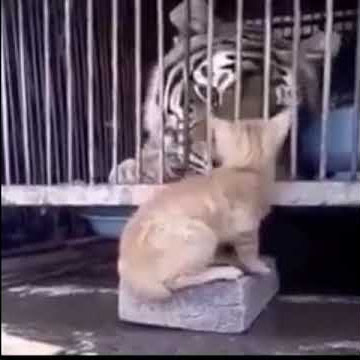 kucing menakuti harimau
