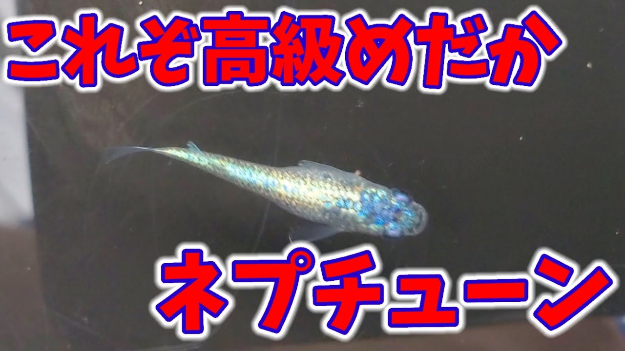 日本で一番高値なメダカ【サバンナ.ネプチューン/2023.10現在】2024年春より本格的に流通かな。安らぎAQUAちゃんねる