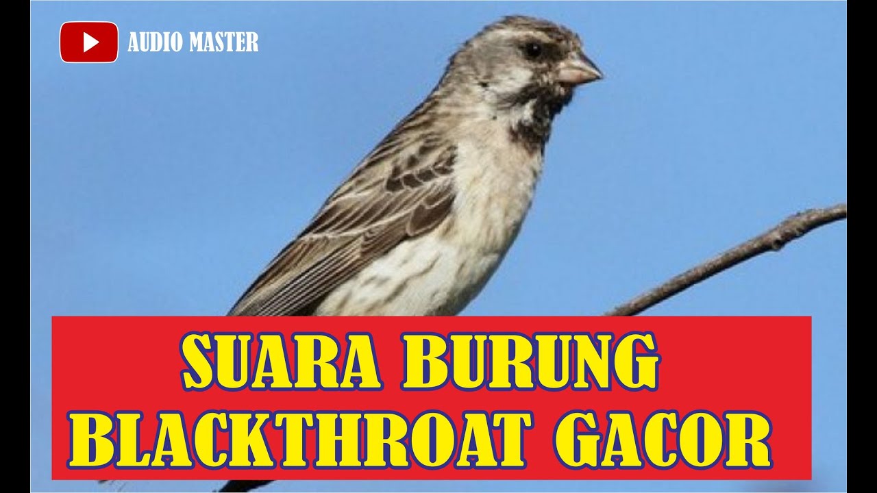 SUARA BURUNG BLACKTHROAT GACOR 