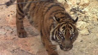 スマトラトラの子供「アサ」～お肉、回し食い（上野動物園）Baby Sumatran Tiger [ Asa ] by manyamou 179 views 1 month ago 1 minute, 52 seconds