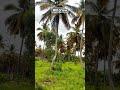 🔴SOLD🔴1½ Acre Land +1½ Acre Extra Free Land Sale in Channapatna Maddur, Charan 7338474634