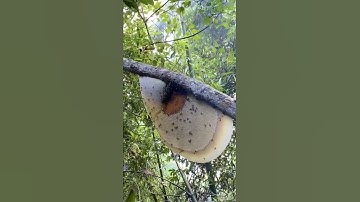 60 tuổi Khai Thác Ong Khoái trên ngọn Cây Cao | Ong Rừng Đông Bắc