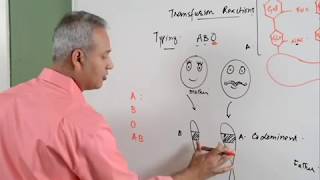 Blood Transfusion Reaction Part 1/3. Hematology.