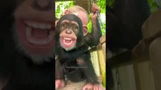 #chimpanzees have the same types of smiles as humans when #laughing and #playing ☮️❤️ #chimp #cute