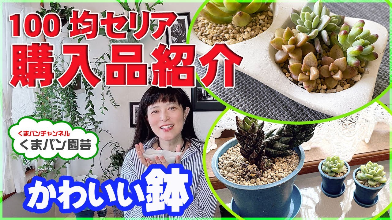 100均 ダイソーのブリキ缶に多肉植物寄せ植え くまパン園芸 Youtube
