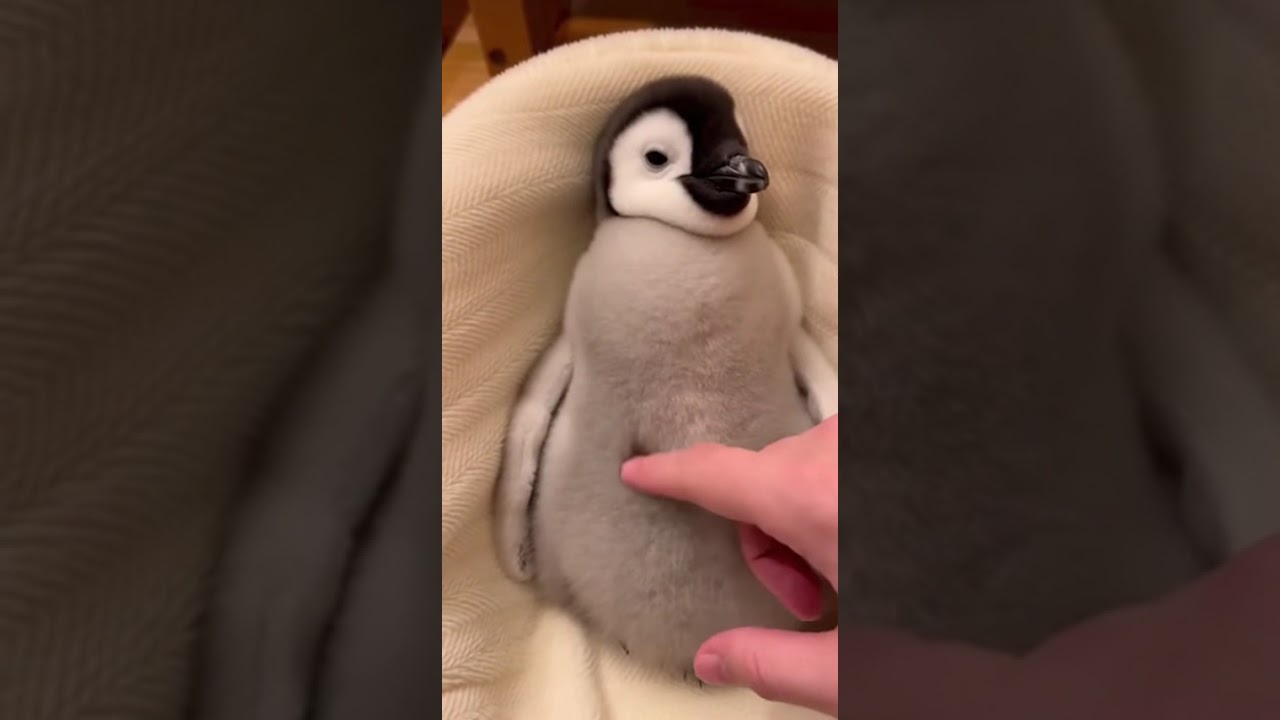 Penguin Receives a Gentle Massage 🐧  