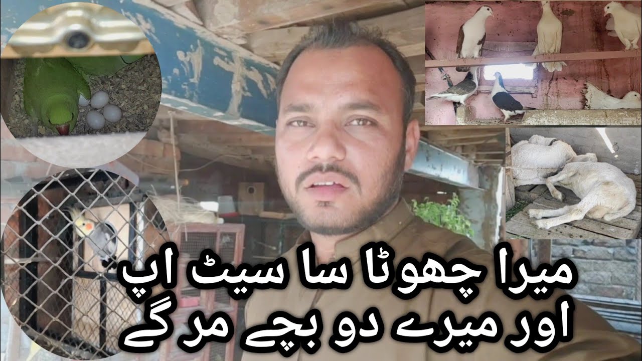 birds setup in pakistan | ghar ki chat  py farm | small birds aviary