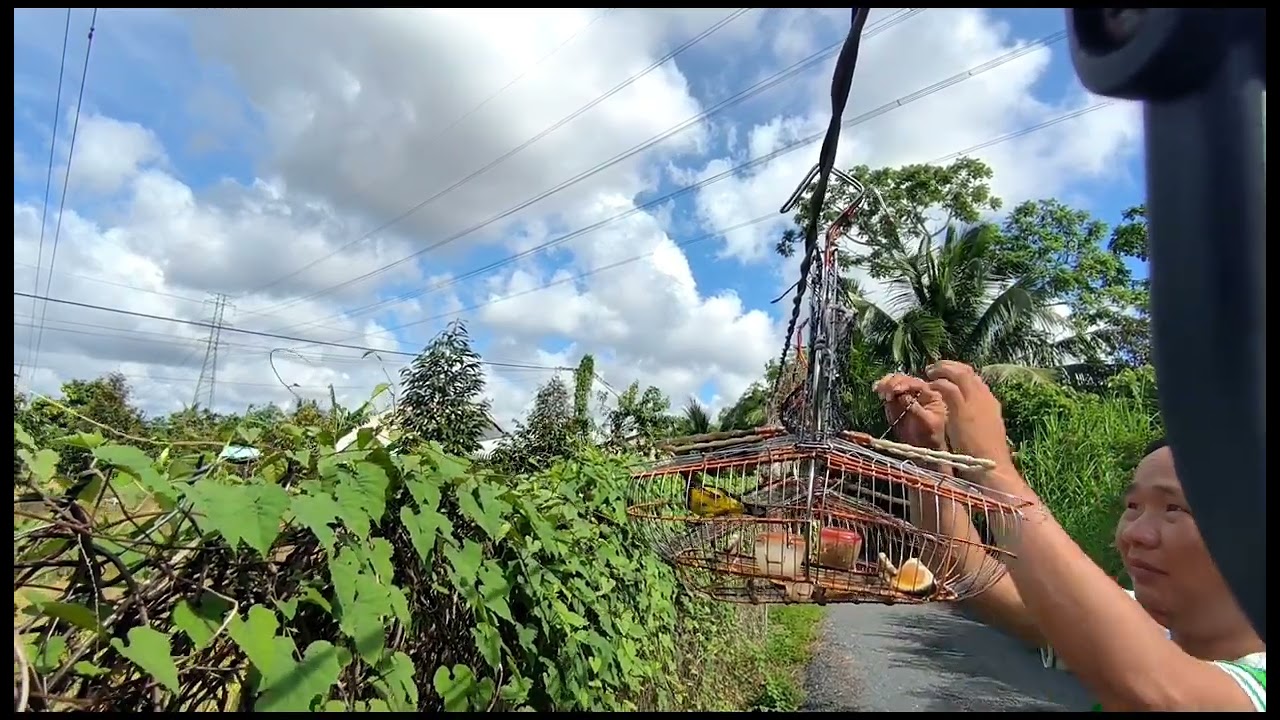 bẫy chim hút mật tập 32# bổi tố chất cai lậy đá khiếp quá