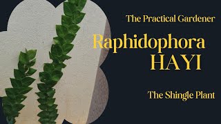 Raphidophora Hayi , Shingle Plant,  Shingling Plant | The Practical Gardener