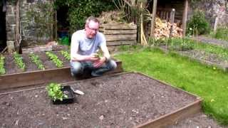 May on Peter's Plot: How to Sow Beans and Plant out Seedlings by seedtoplate 8,880 views 11 years ago 8 minutes, 31 seconds