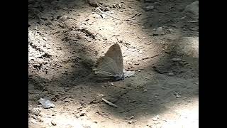 Green Hairstreak Butterfly under Surprise Attack by Robber Fly 240fps by sigma1920HD 11 views 10 days ago 1 minute, 59 seconds