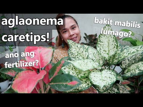 Video: Nagbabago ba ng kulay ang mga evergreen na puno?