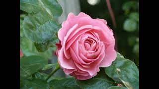 Ferdinando Carulli 1770 - 1841 Andante Grazioso