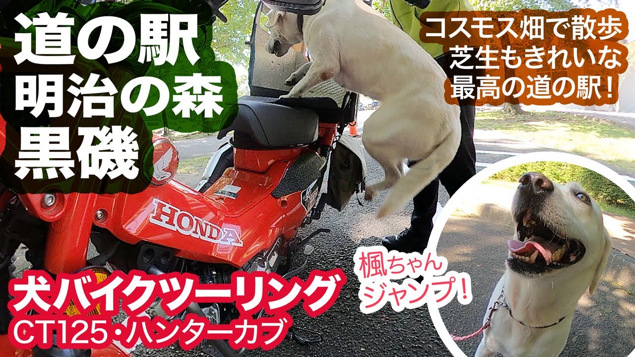 犬バイクツーリングで道の駅 明治の森 黒磯へ【CT125ハンターカブ】BikeDog