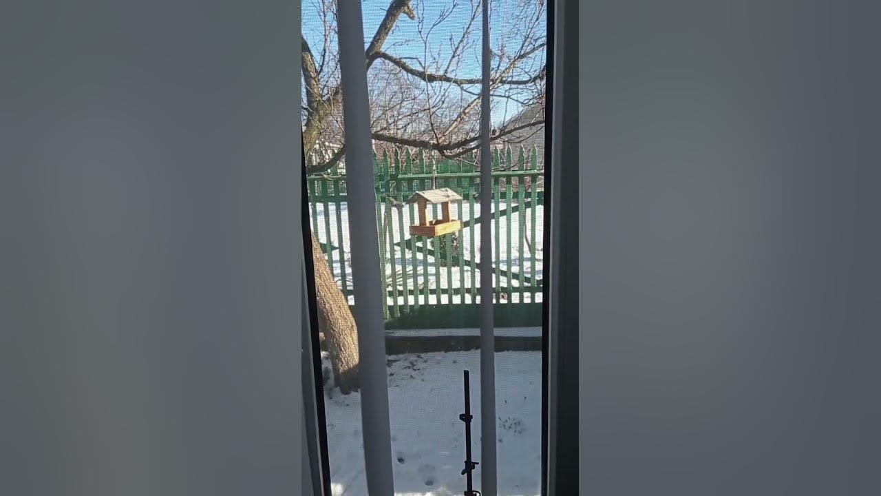 Вид з мого вікна 🐦 - YouTube