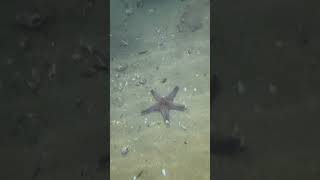 #scubadiving #beach #fishing #fishing  #eel #crab #deepsea