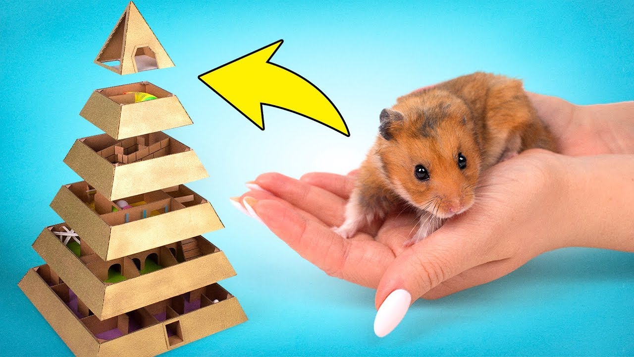 Unser Lustiger Hamster Im 6 Ebenen Pyramiden Labyrinth Youtube