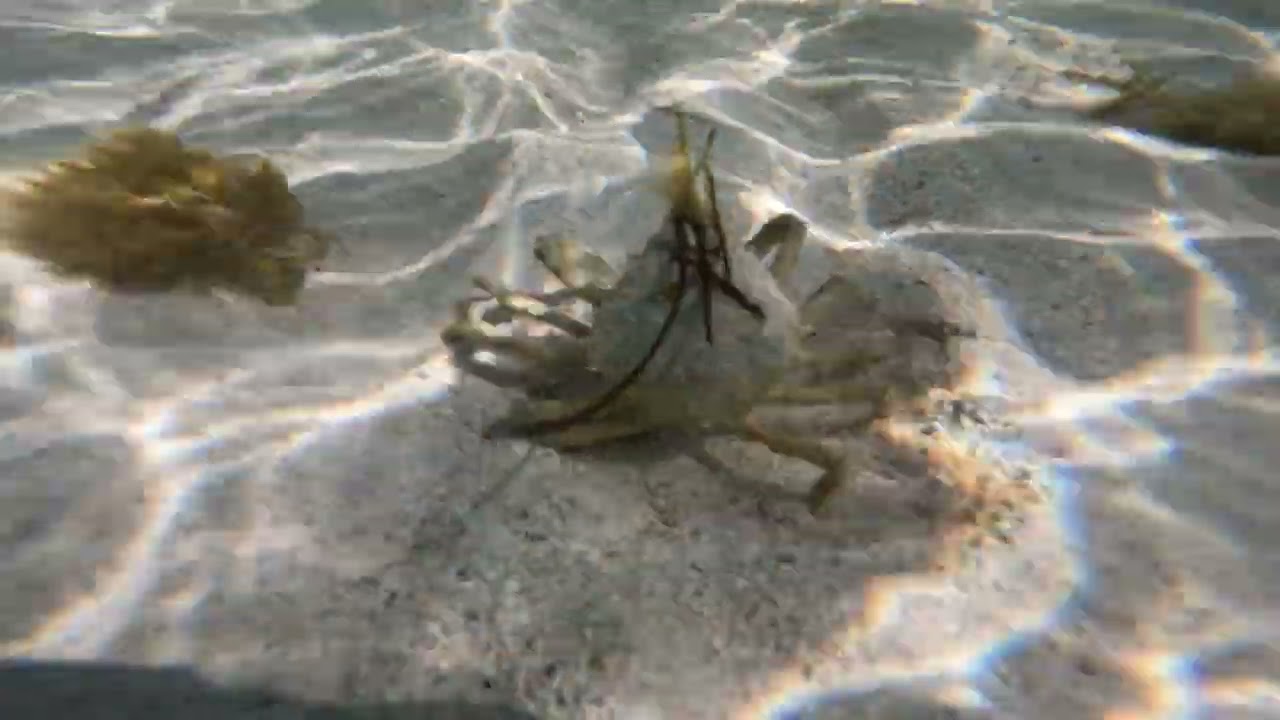 Bahai Honda State Park