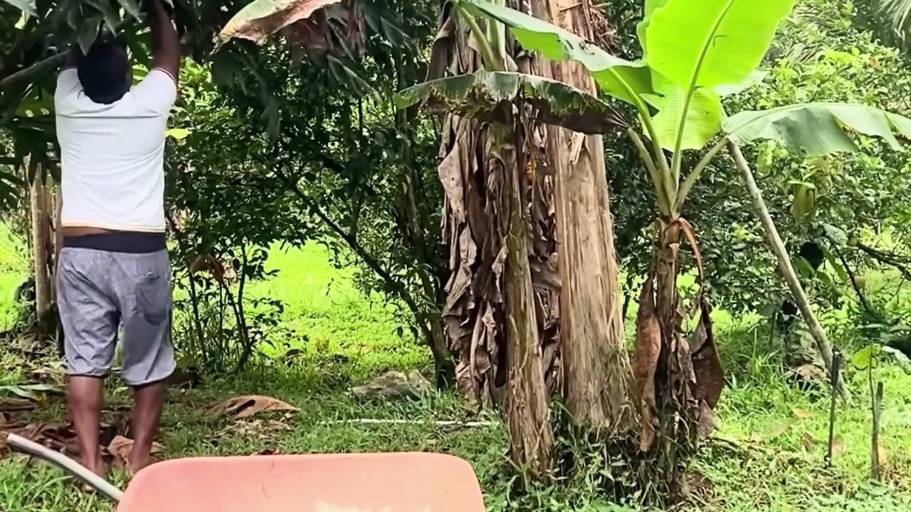 Limpando o quarto e colheita de banana 