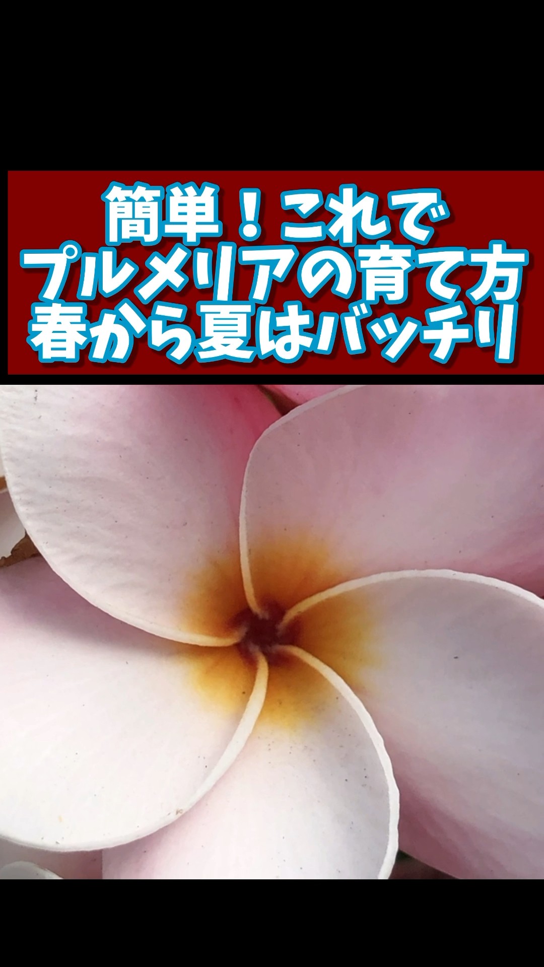 This is how to grow plumeria, perfect for spring and summer