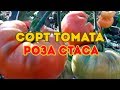 Сорт томата Роза Стаса! Полный видео обзор