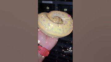 Banana Yellowbelly Clown(female maker) going to be in our breeding program this coming season