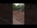 Ethiopian Donkey Love Ethiopian Donkey Love