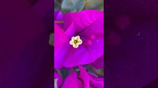 Download Lagu Bougainvillea #buganvilia #shortvideo #viralvideo #flores MP3 Download Lagu Bougainvillea #buganvilia #shortvideo #viralvideo #flores MP3